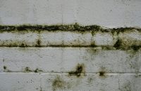 Moisissures dans mur